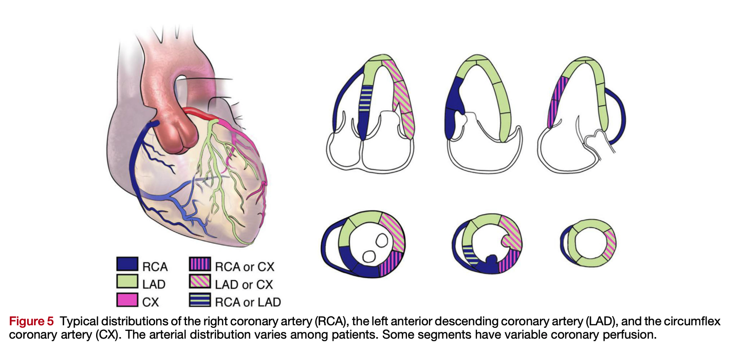 Distribuição dos Territórios Coronarianos